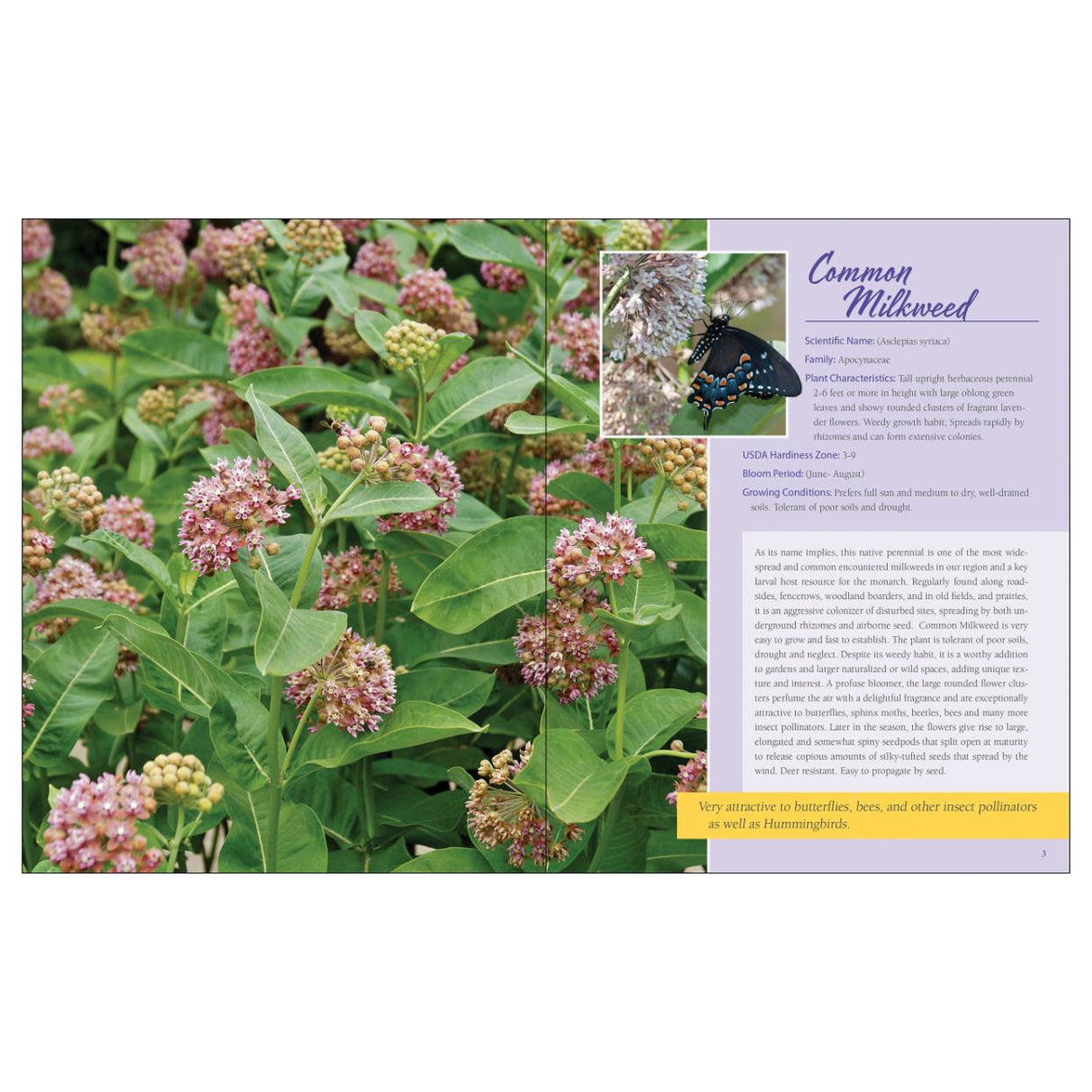 Native Plant Gardening for Birds, Bees & Butterflies