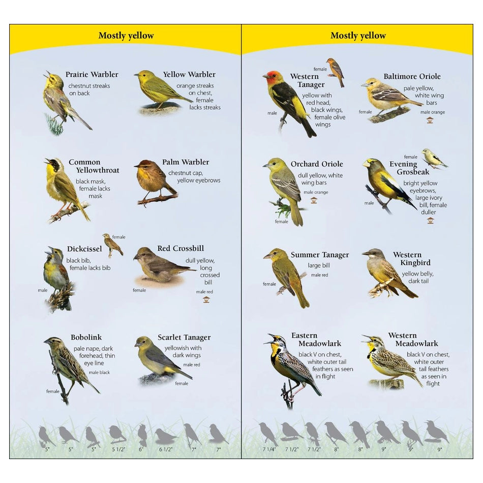 Birds of the Midwest