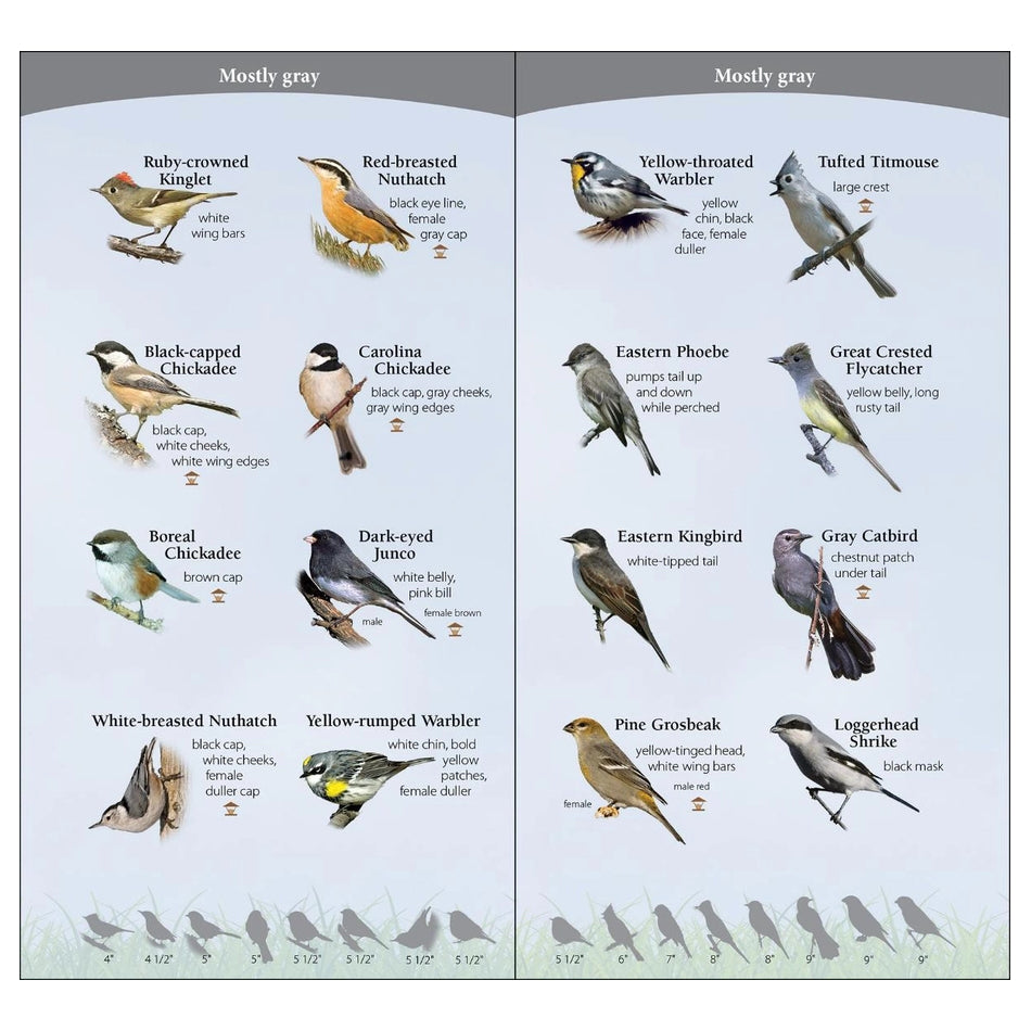 Birds of the Midwest