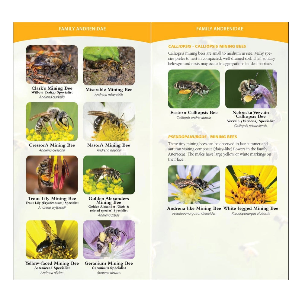 Common Native Bees of Eastern U.S.