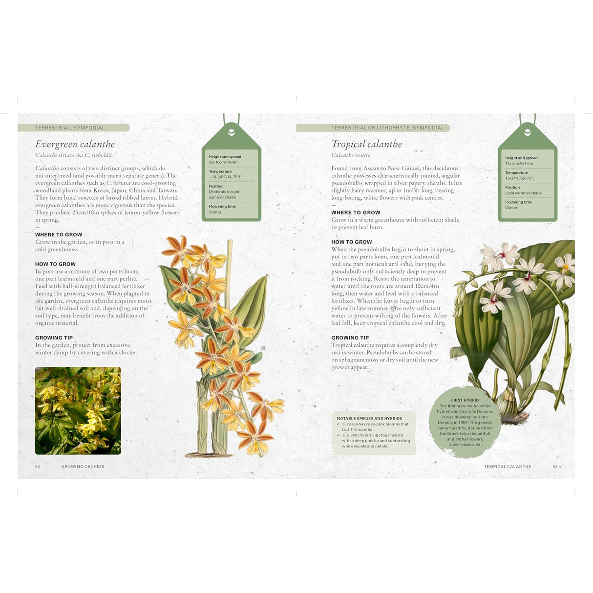 The Kew Gardener's Guide to Growing Orchids
