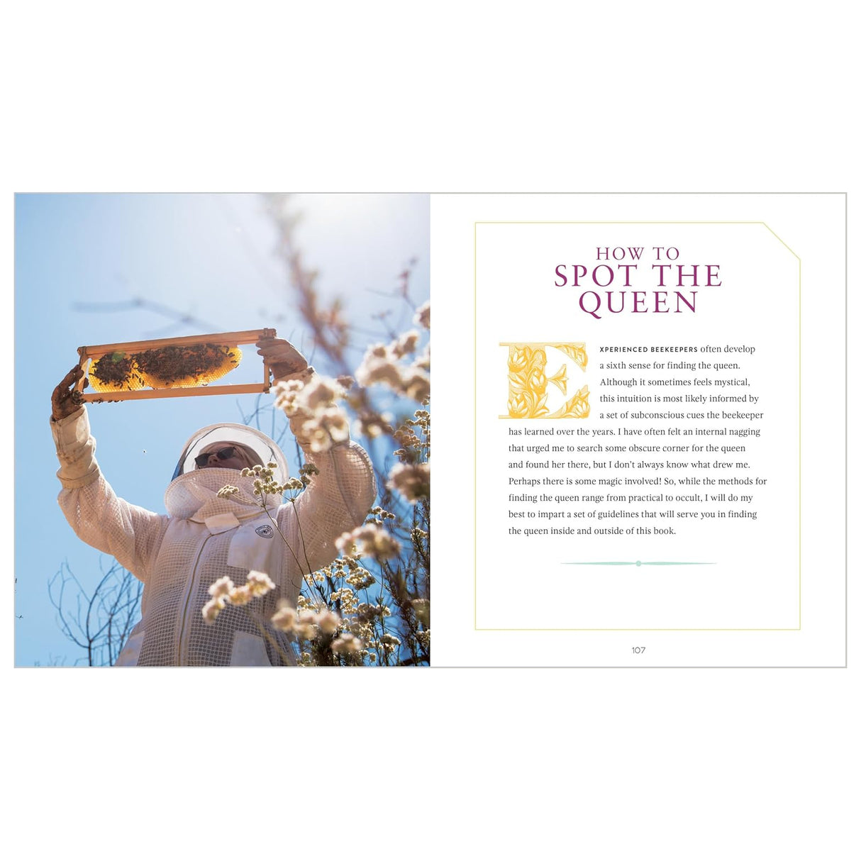 Queenspotting: Meet the Remarkable Queen Bee and Discover the Drama at the Heart of the Hive