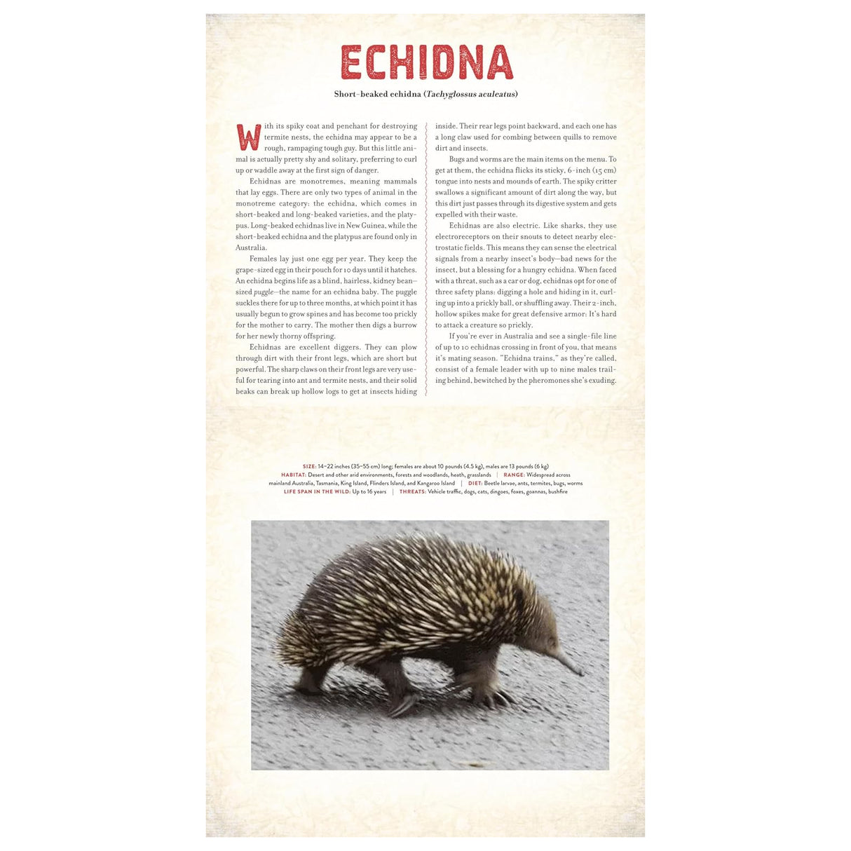 Outback: The Amazing Animals of Australia