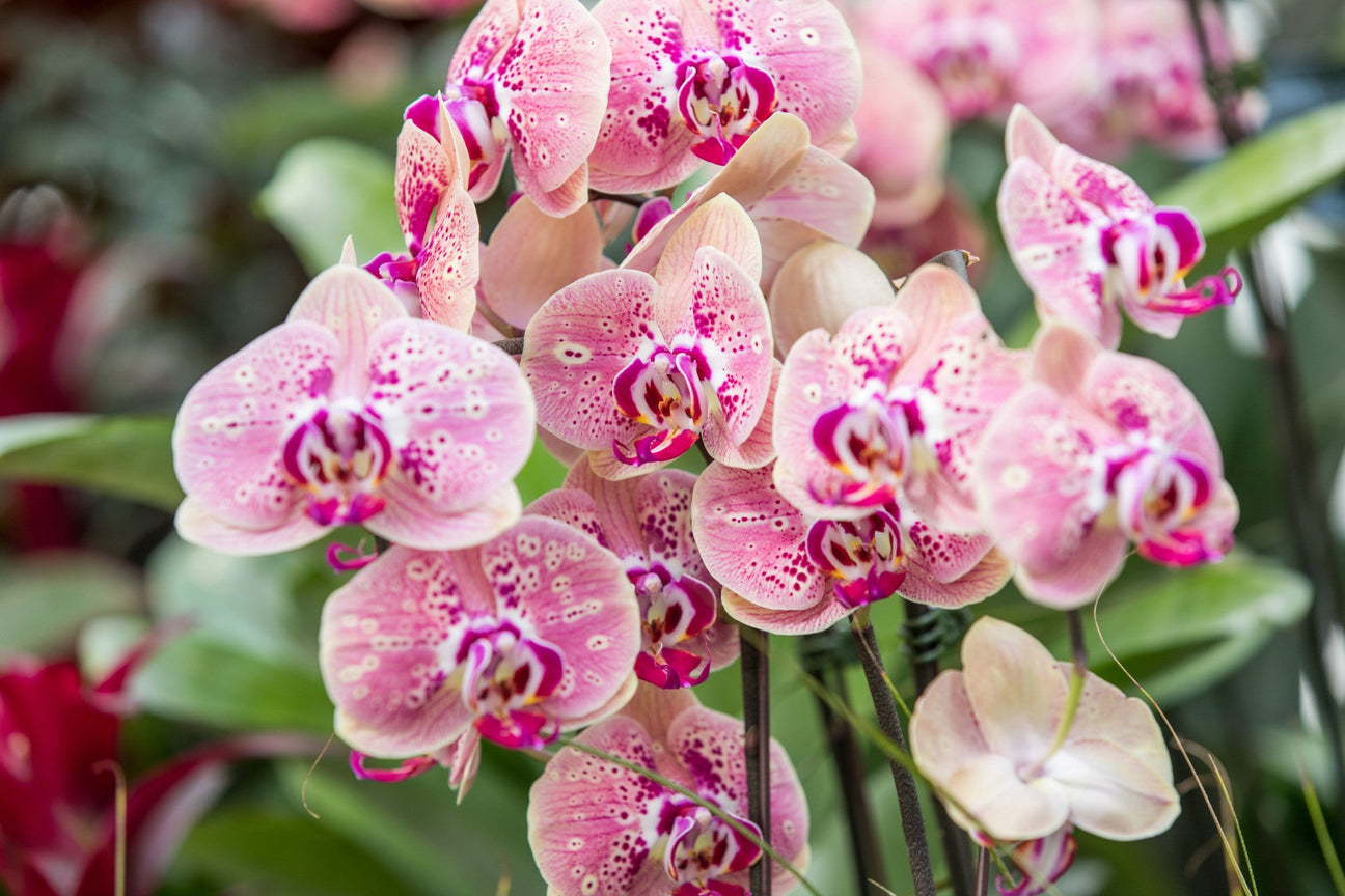 Orchid Obsession