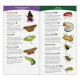 Garden Bugs & Insects of the Midwest