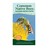 Common Native Bees of Eastern U.S.