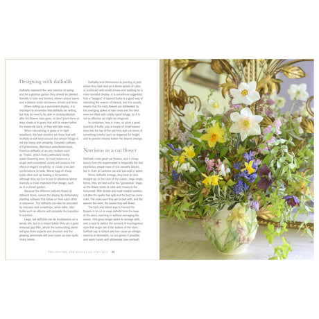 Daffodils: Beautiful Varieties for Home and Garden