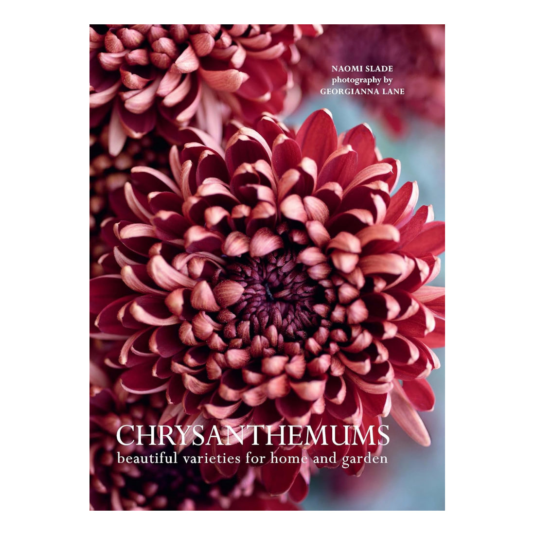 Chrysanthemums: Beautiful Varieties for Home and Garden