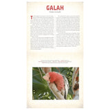 Outback: The Amazing Animals of Australia