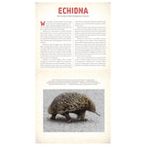 Outback: The Amazing Animals of Australia