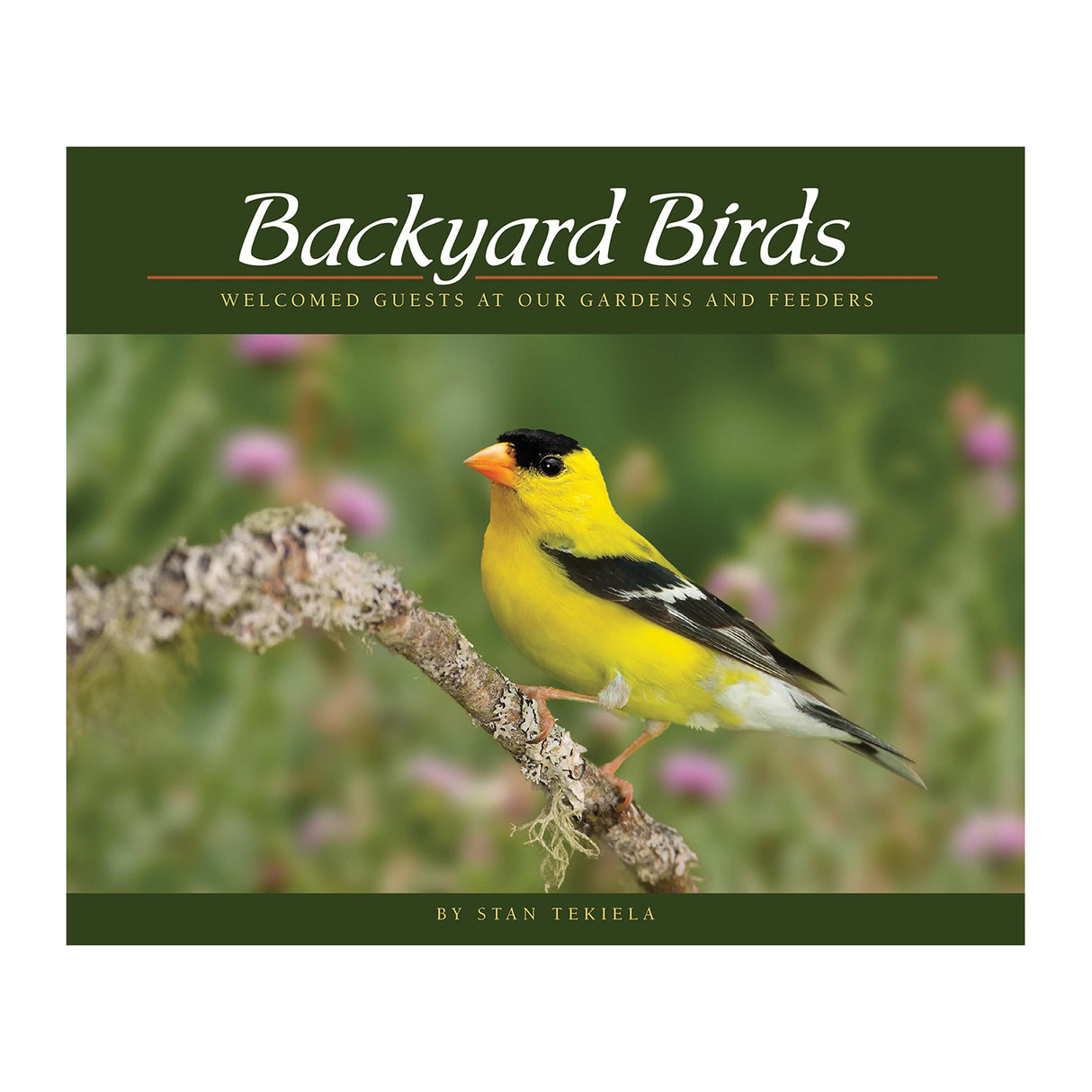 Backyard Birds