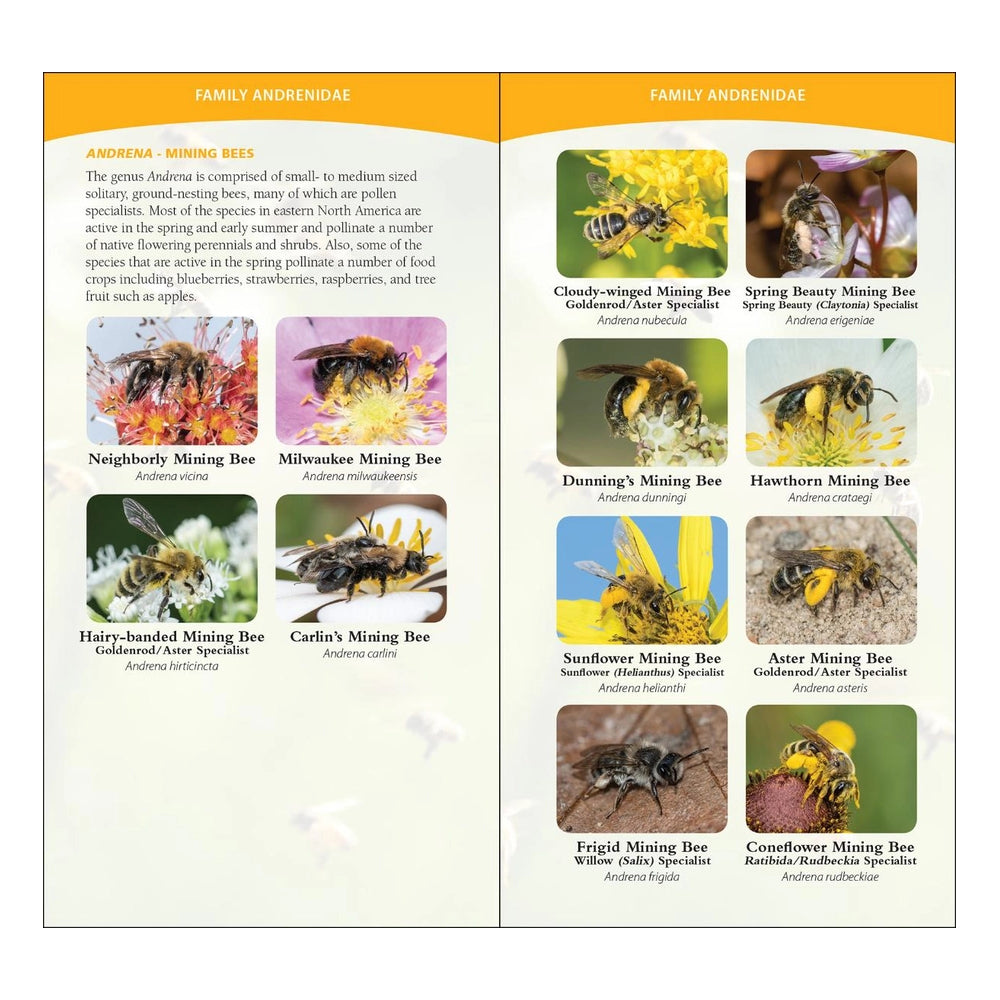 Common Native Bees of Eastern U.S.