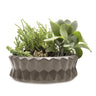 Fang Dish Planter