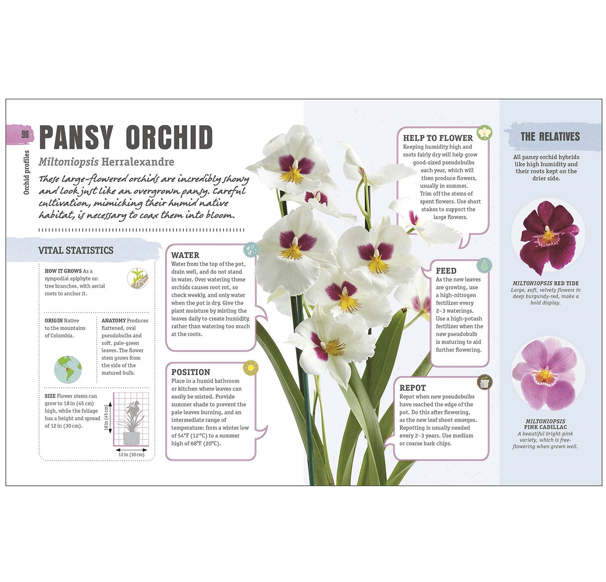 Happy Orchid